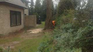 Afzagen van een groote sequi in de tuin. de boom heeft een doornsee van 70 cm